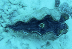 Tridacna derasa