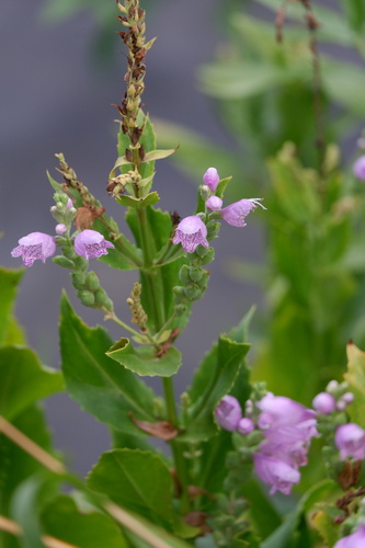 Physostegia correllii, photograph 6