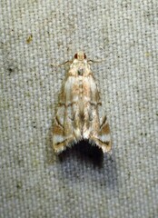 Eoparargyractis plevie