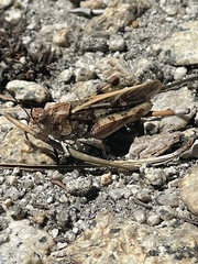 Cratypedes neglectus