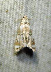 Eoparargyractis plevie