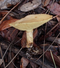Suillus occidentalis