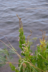 Physostegia correllii