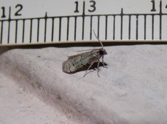 Cacotherapia flexilinealis