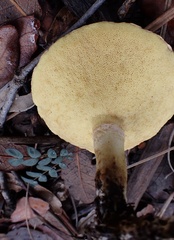 Suillus occidentalis
