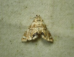 Eoparargyractis plevie