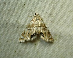 Eoparargyractis plevie