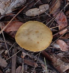 Suillus occidentalis