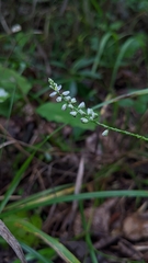 Polygala boykinii