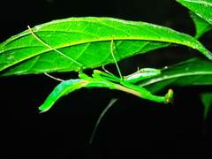 Stagmomantis nahua