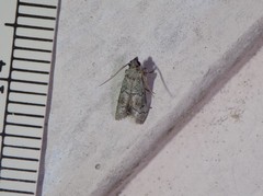Cacotherapia flexilinealis