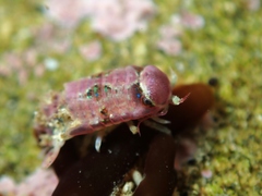 Dynamenopsis varicolor