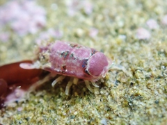 Dynamenopsis varicolor