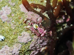 Dynamenopsis varicolor