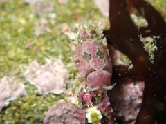 Dynamenopsis varicolor