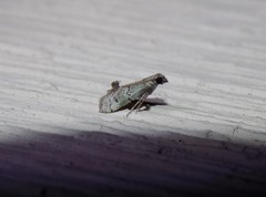 Cacotherapia flexilinealis