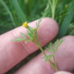 Chrysanthellum indicum mexicanum
