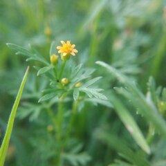 Chrysanthellum indicum mexicanum