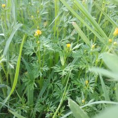 Chrysanthellum indicum mexicanum