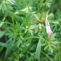 Chrysanthellum indicum mexicanum