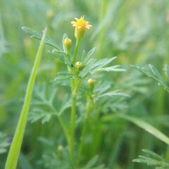 Chrysanthellum indicum mexicanum