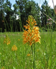 Platanthera chapmanii