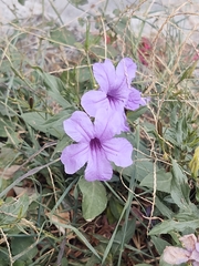 Ruellia nudiflora