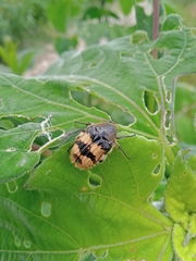 Euphoria basalis