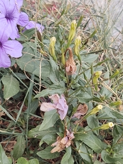 Ruellia nudiflora