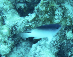 Chrysiptera rollandi