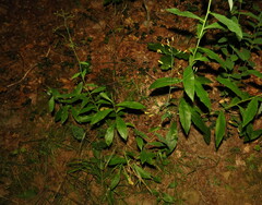 Hieracium paniculatum