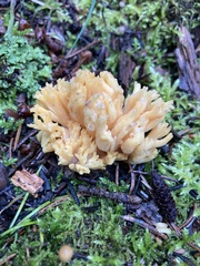 Ramaria largentii