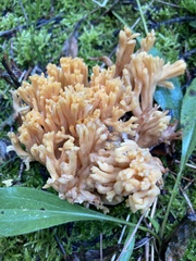 Ramaria largentii