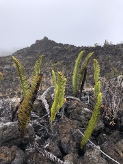 Polypodium pellucidum