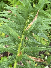 Calycomyza solidaginis