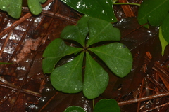 Oxalis hernandesii