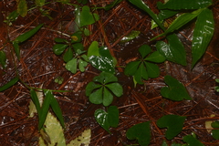 Oxalis hernandesii