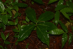 Arisaema macrospathum
