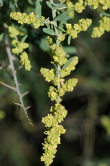 Chenopodium nitrariaceum