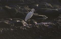 Egretta thula