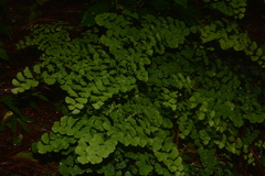 Adiantum braunii