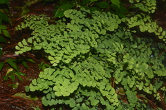 Adiantum braunii