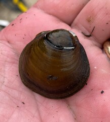 Reginaia ebenus