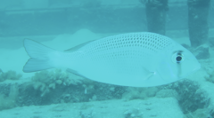 Gymnocranius microdon