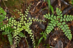 Adiantum flabellulatum