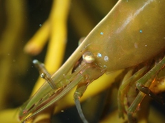 Hippolyte multicolorata