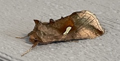 Autographa metallica