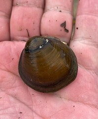 Reginaia ebenus