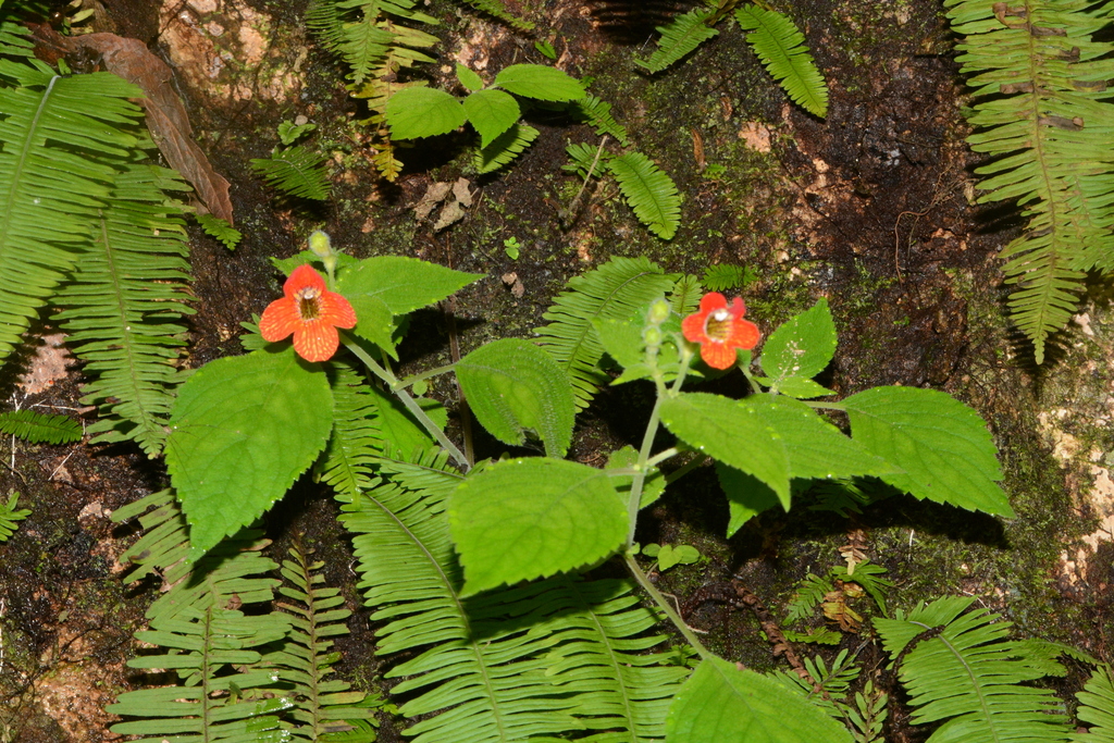 Achimenes antirrhina from San Sebastián del Oeste, Jal., México on ...