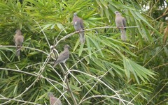 Patagioenas cayennensis